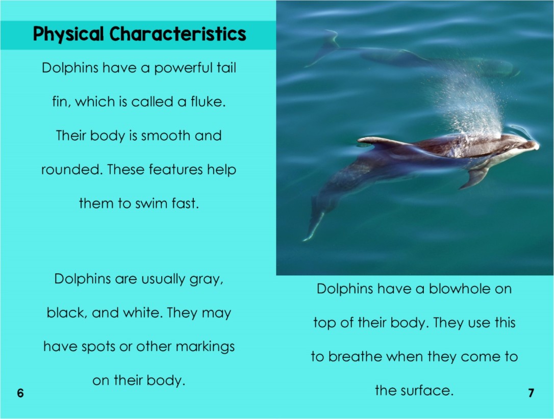 Dolphinsinterior